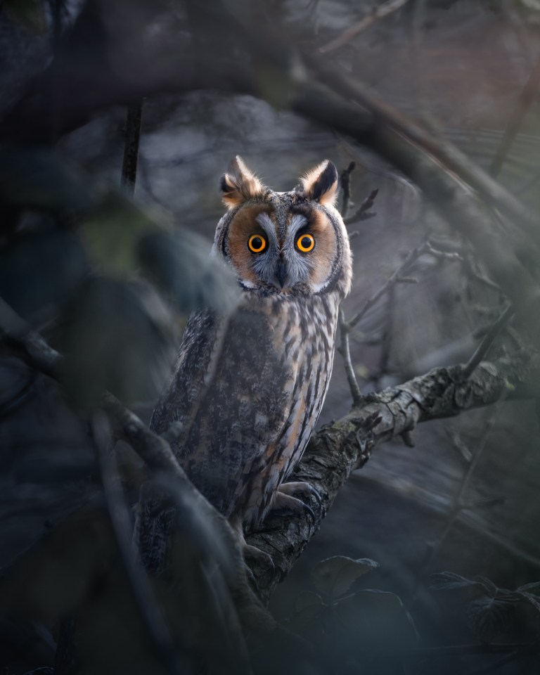 A photo of a long-eared owl taken by Mads Hagen