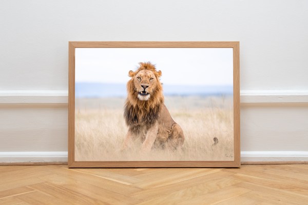 Lion print by Mads Hagen