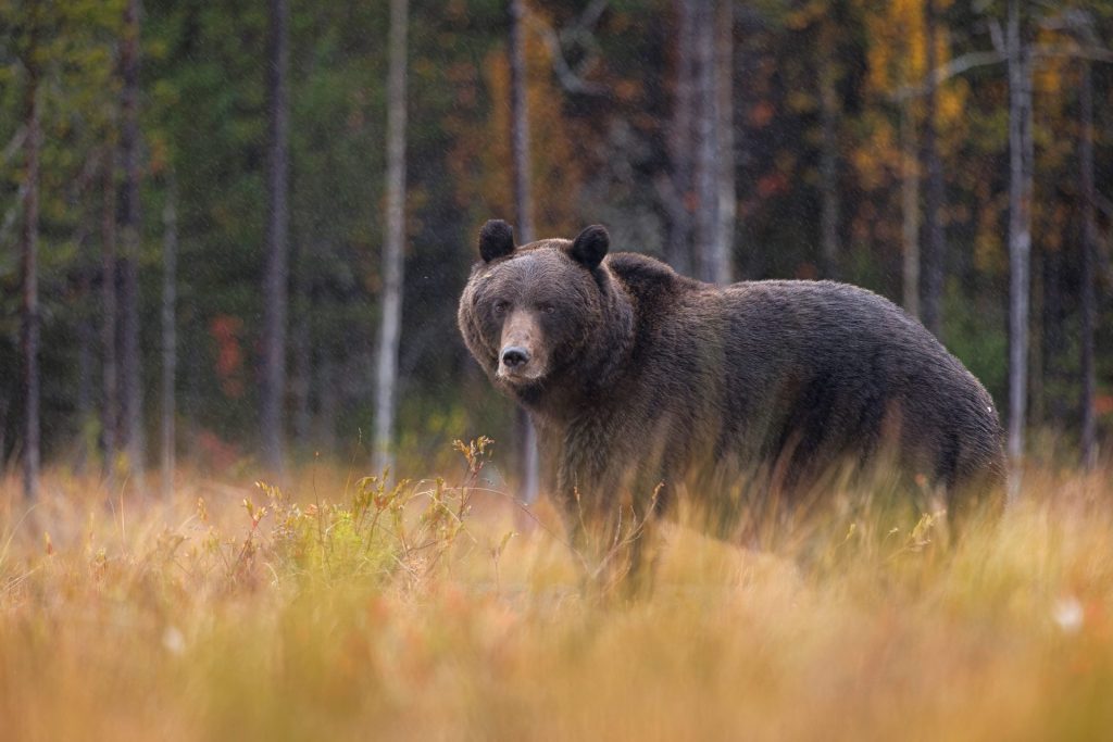 Photo of a european brown bear that you can see on the Finland Fotoworkshop
