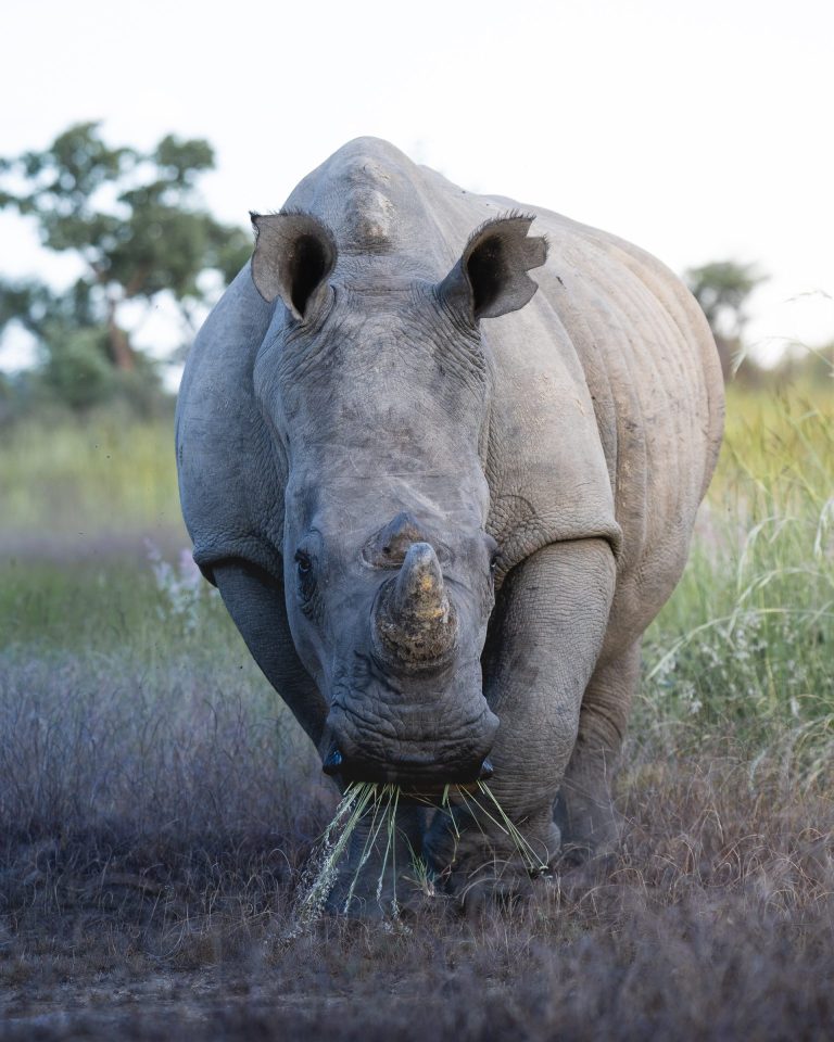 White Rhino photographed on the Zimbabwe Fotoworkshop