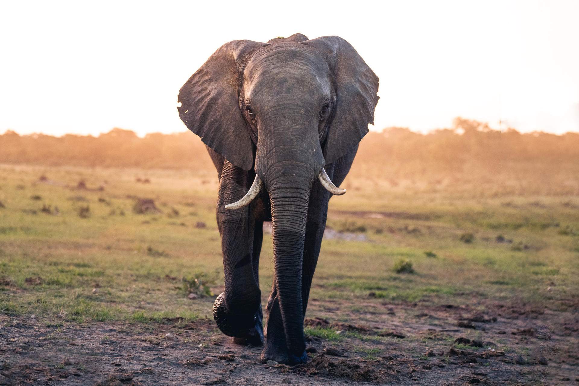 Elephant photographed on the Zimbabwe Fotoworkshop