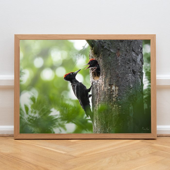 Black woodpecker by Mads Hagen